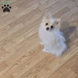 Vicky, Pomeranian Puppy